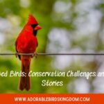 Red-Beaked Birds: Conservation Challenges and Success Stories