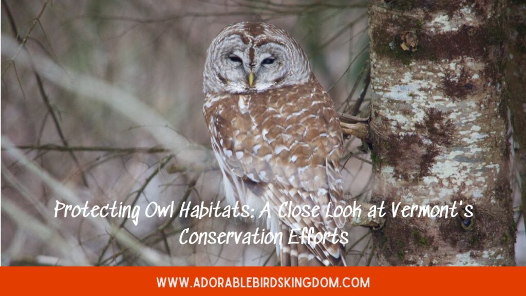 Protecting Owl Habitats: A Close Look at Vermont’s Conservation Efforts