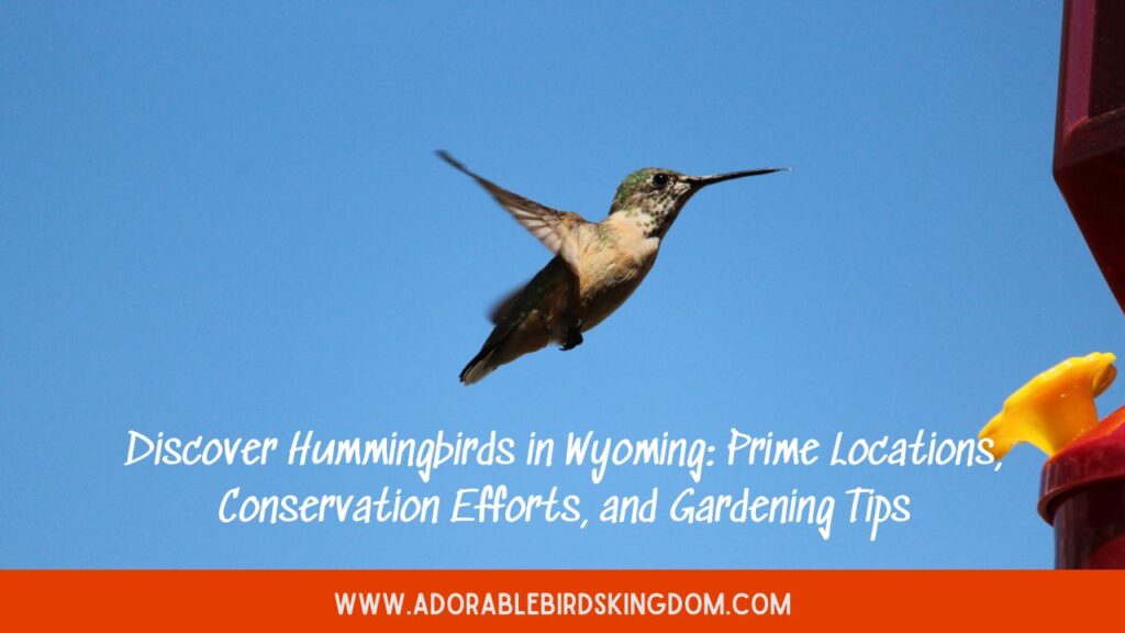 Discover Hummingbirds in Wyoming: Prime Locations, Conservation Efforts, and Gardening Tips