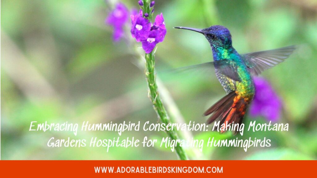 Embracing Hummingbird Conservation: Making Montana Gardens Hospitable for Migrating Hummingbirds