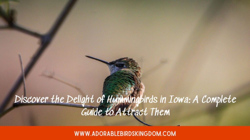 Discover the Delight of Hummingbirds in Iowa: A Complete Guide to Attract Them