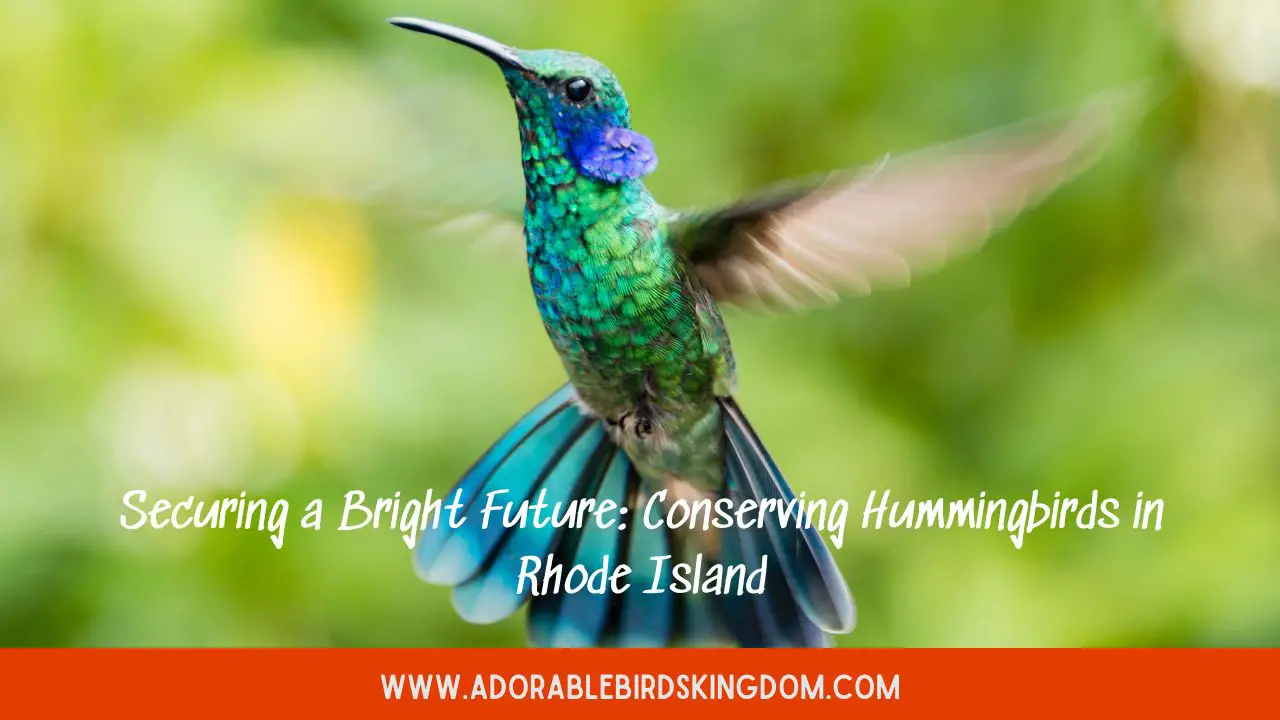 Securing a Bright Future: Conserving Hummingbirds in Rhode Island