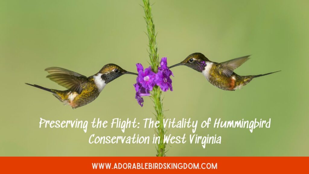 Preserving the Flight: The Vitality of Hummingbird Conservation in West Virginia