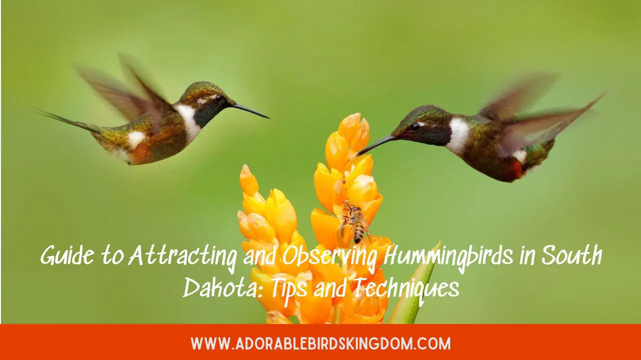 Guide to Attracting and Observing Hummingbirds in South Dakota: Tips and Techniques