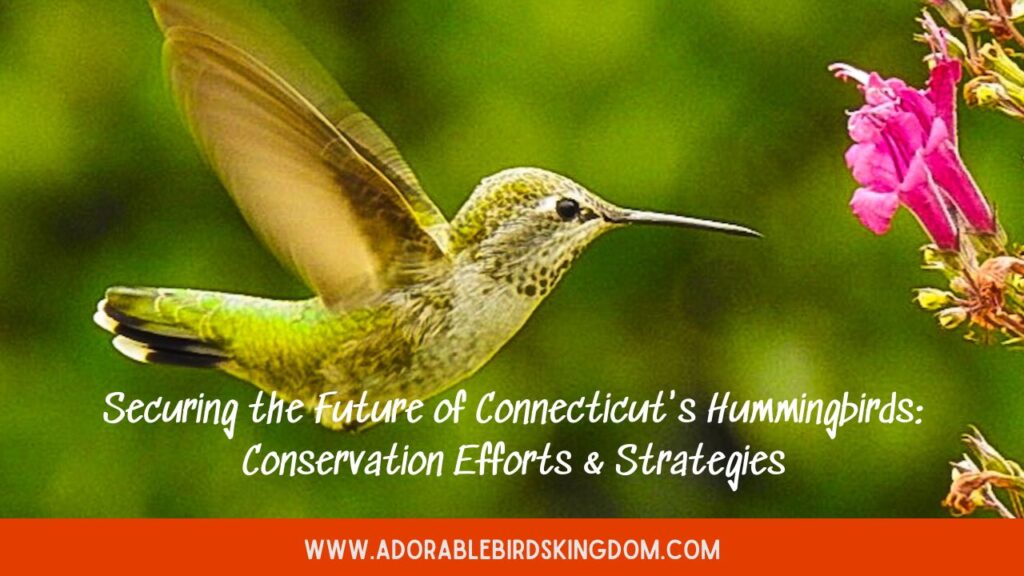 Securing the Future of Connecticut’s Hummingbirds: Conservation Efforts & Strategies