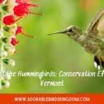 Guarding the Hummingbirds: Conservation Efforts in Vermont