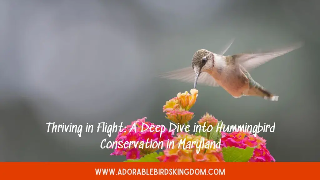 Thriving in Flight: A Deep Dive into Hummingbird Conservation in Maryland