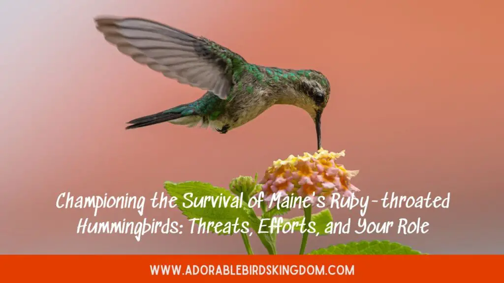 Championing the Survival of Maine’s Ruby-throated Hummingbirds: Threats, Efforts, and Your Role