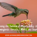 Championing the Survival of Maine’s Ruby-throated Hummingbirds: Threats, Efforts, and Your Role