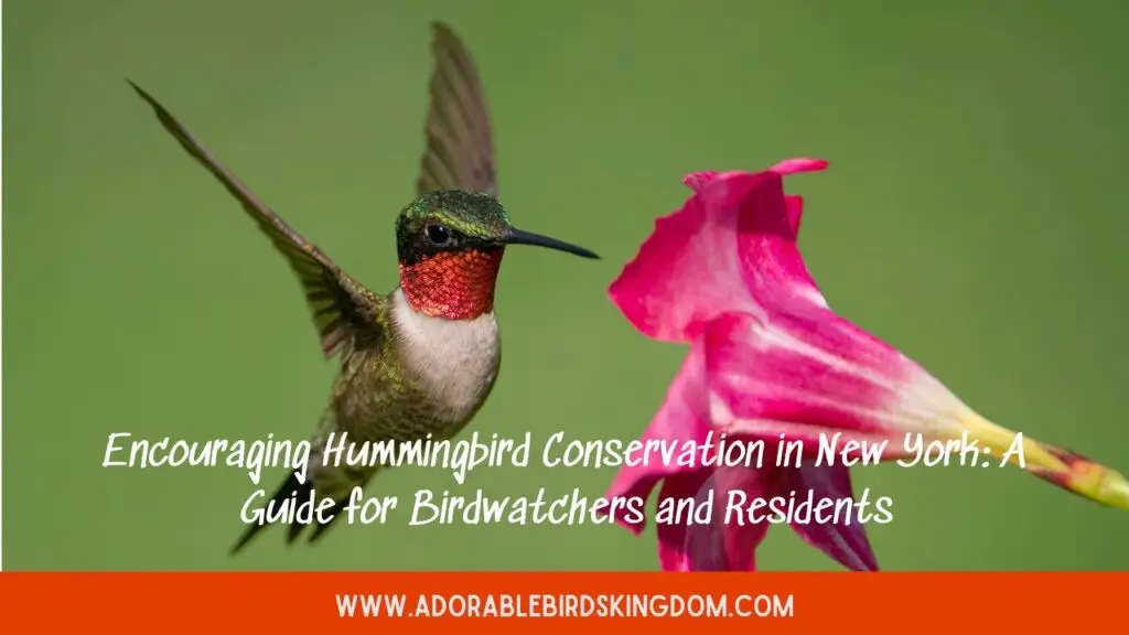Encouraging Hummingbird Conservation in New York: A Guide for Birdwatchers and Residents