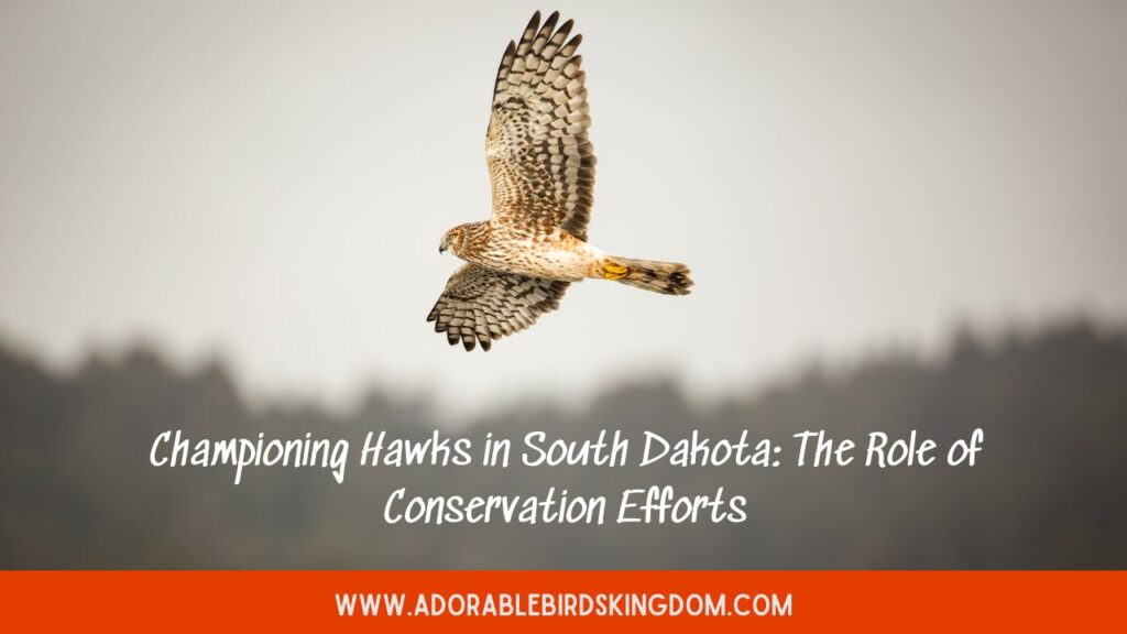 Championing Hawks in South Dakota: The Role of Conservation Efforts