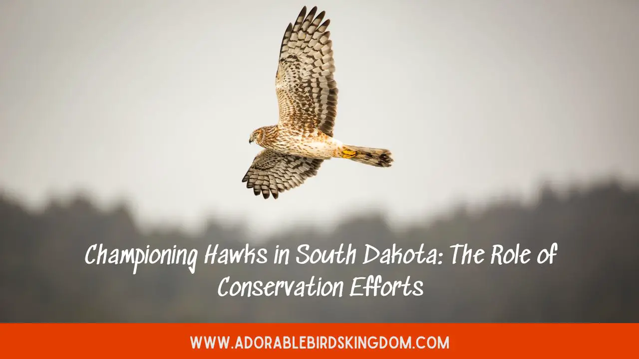 Championing Hawks in South Dakota: The Role of Conservation Efforts