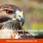 Unveiling the Marvels of Hawks in Montana: Conservation, Populations, and Importance