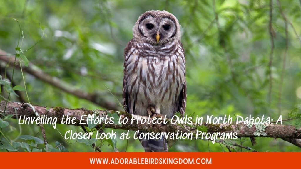 Unveiling the Efforts to Protect Owls in North Dakota: A Closer Look at Conservation Programs