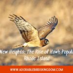 Scaling New Heights: The Rise of Hawk Populations in Rhode Island