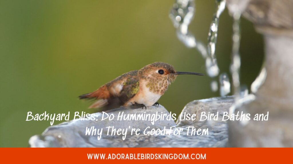 Backyard Bliss: Do Hummingbirds Use Bird Baths and Why They’re Good For Them