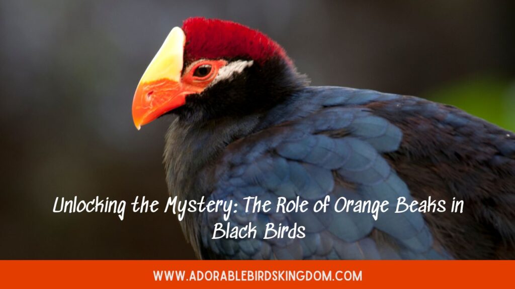 Unlocking the Mystery: The Role of Orange Beaks in Black Birds