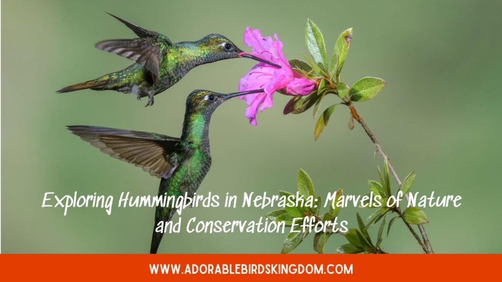 Exploring Hummingbirds in Nebraska: Marvels of Nature and Conservation Efforts