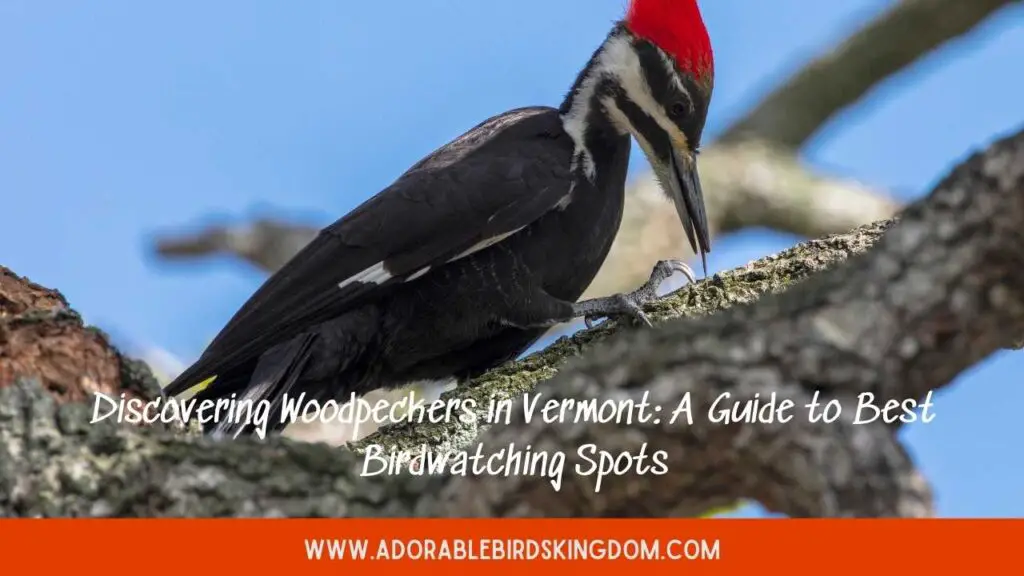 woodpeckers in vermont