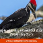 woodpeckers in vermont