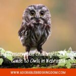 owls in nebraska