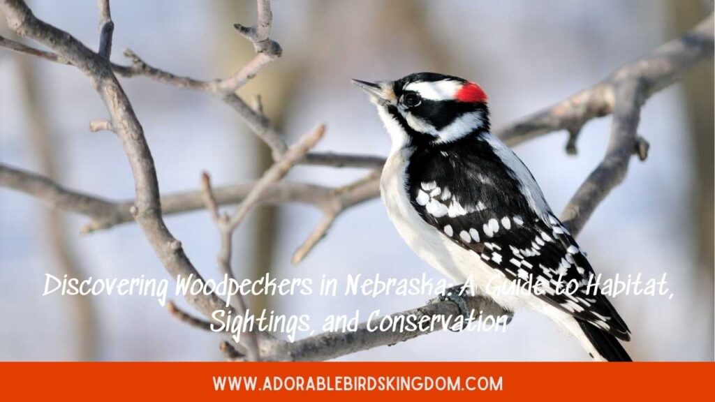 woodpeckers in nebraska