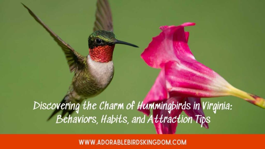 hummingbirds in virginia