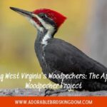 woodpeckers in west virginia