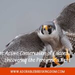 falcons in arkansas