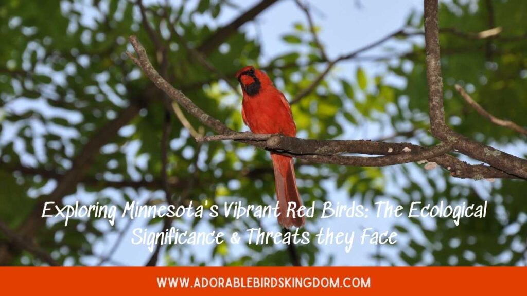red birds in minnesota