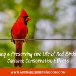 red birds in north carolina