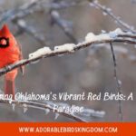 red birds in oklahoma