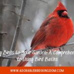 how to get birds to use a bird bath