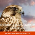 falcons in iowa