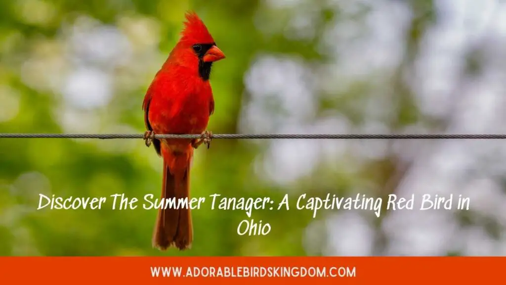 red birds in ohio