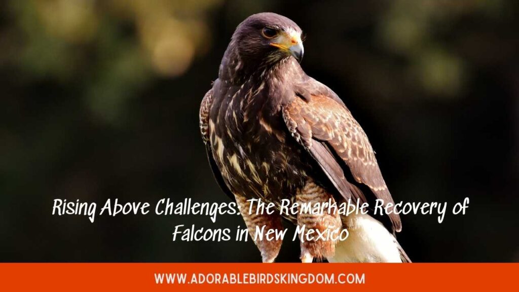 falcons in new mexico