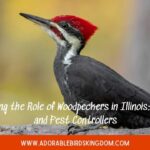 woodpeckers in illinois
