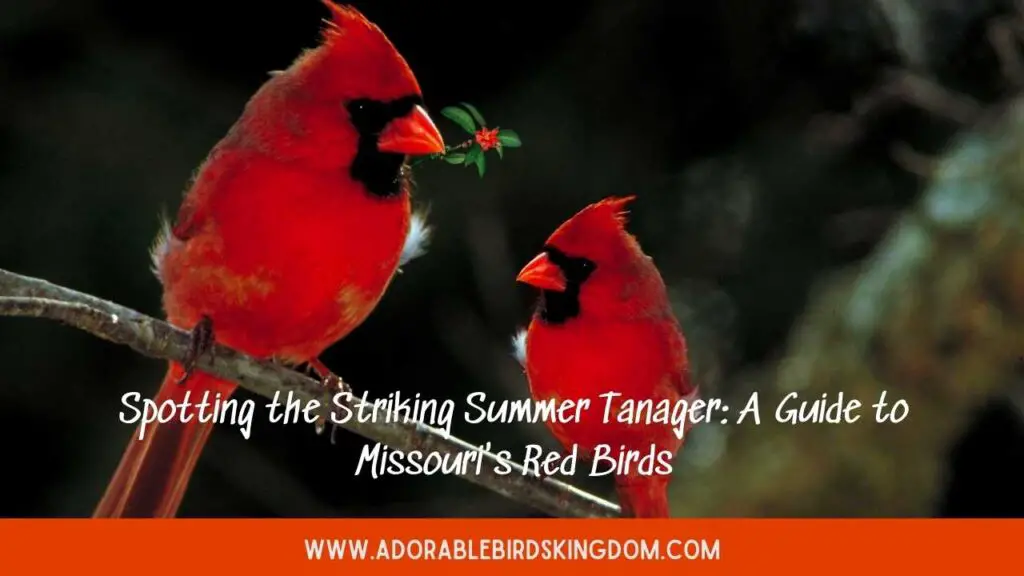 red birds in missouri